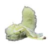 Green Apple Electric Fox Tail Butt Plug with Detachable Bow and Bell